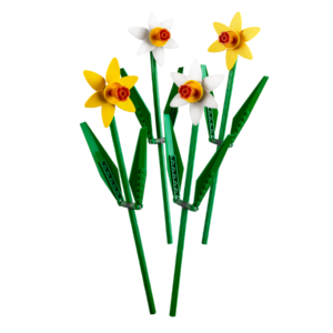 Narcisos